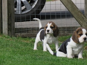 Purebred Beagle Puppies For Sale